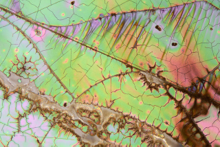 Illustration for article titled Science Photographer Reveals Beauty of the Microscopic World